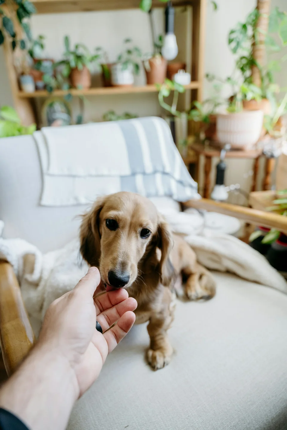 A golden retriever leans toward an outstretched hand.