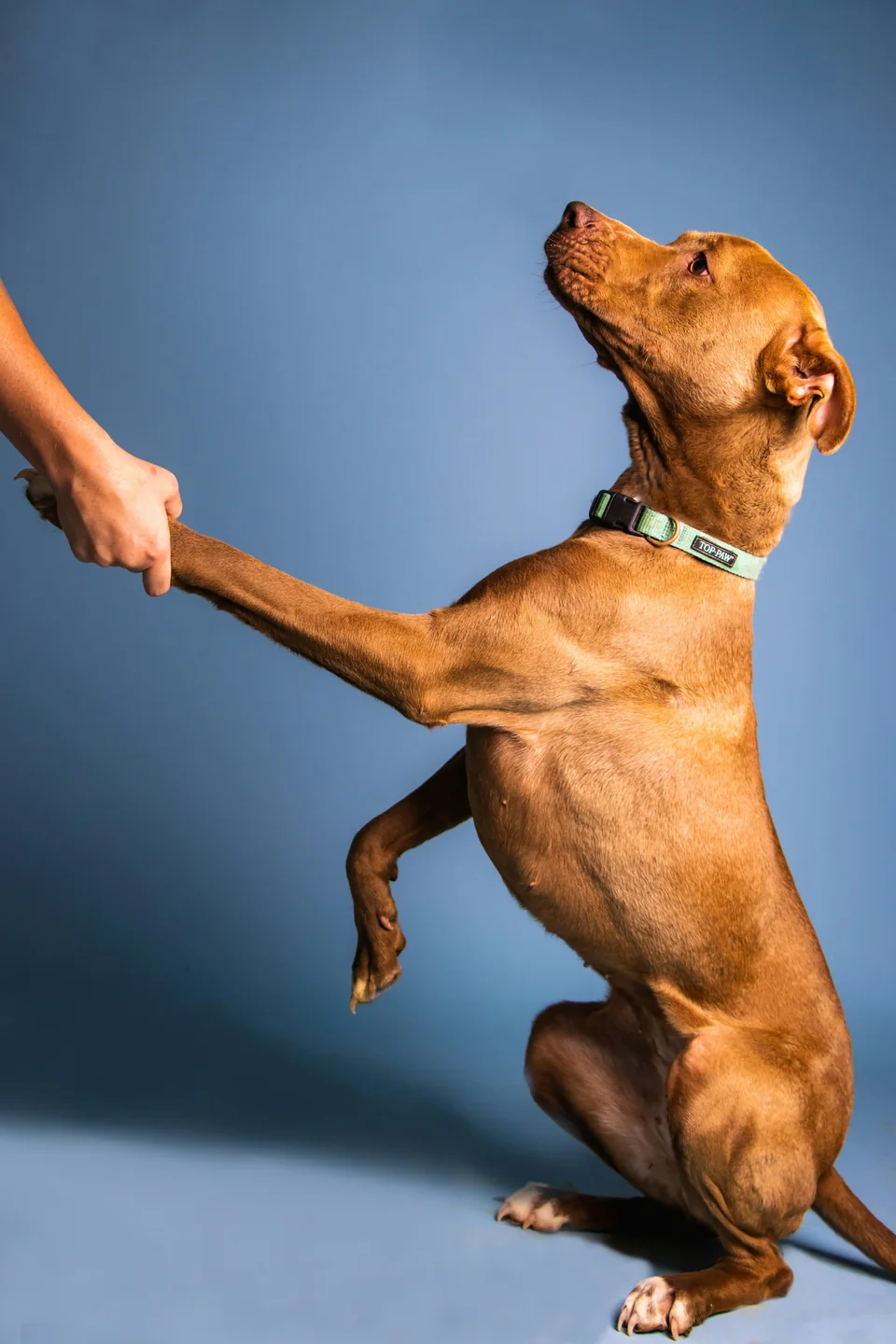 A shelter dog reaches toward an outstretched hand.